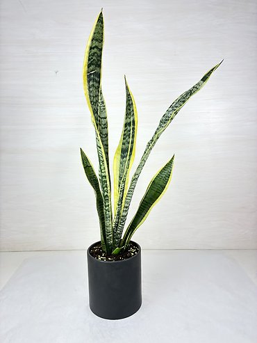 Snake Plant