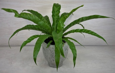 Bird\'s Nest Fern