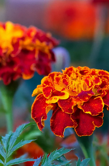Seeds | French Marigold