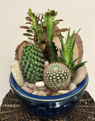 Desert Succulent Garden