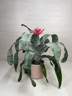 Silver Vase Bromeliad