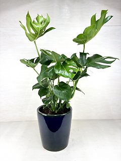 Monstera