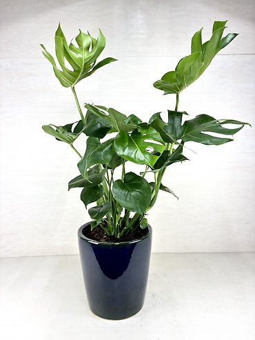 Monstera