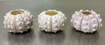 Sea Urchin Airplant Holder
