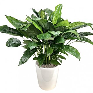 Peace Lily in Ceramic - Large