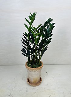ZZ Plant