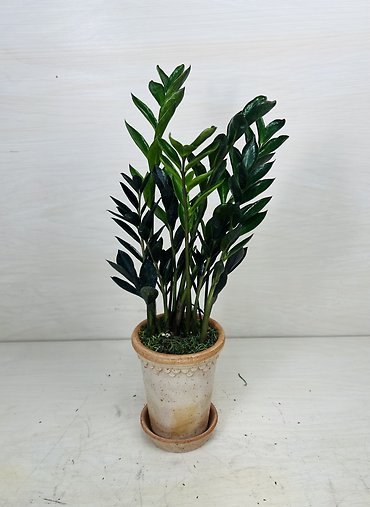 ZZ Plant