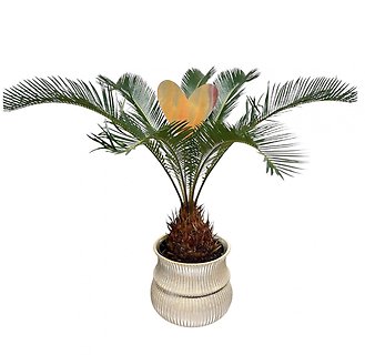 Sago Palm + Heart