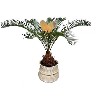 Sago Palm + Heart