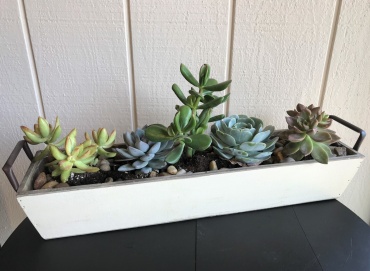 Succulent Garden Tray