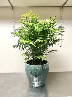 Neanthe Bella Palm