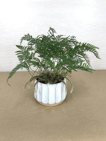 Rabbit\'s Foot Fern