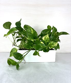 Pothos
