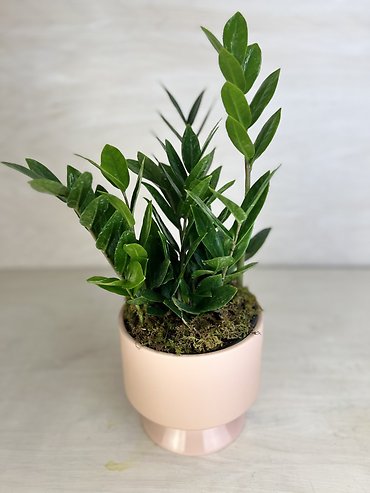 ZZ Plant