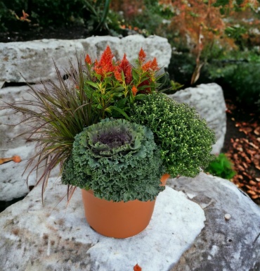 Outdoor Mum Combo Planter (14\" Round)