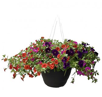 13\" Hanging Flower Basket | Oranges, Pinks & Purples