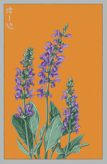 Seeds | Blue Sage