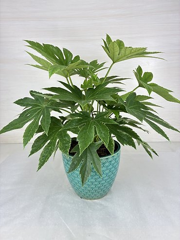 Fatsia Japonica Plant