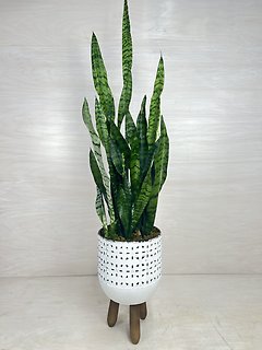 Snake Plant