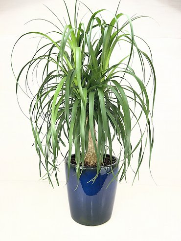 Ponytail Palm