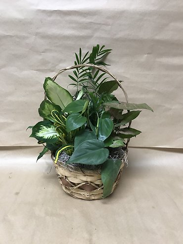 Tranquility Dish Garden (small)