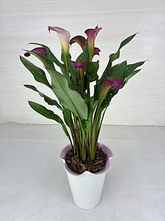 Calla Lily Plant - Pink