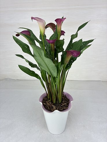 Calla Lily Plant - Pink