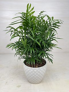 Bella Palm