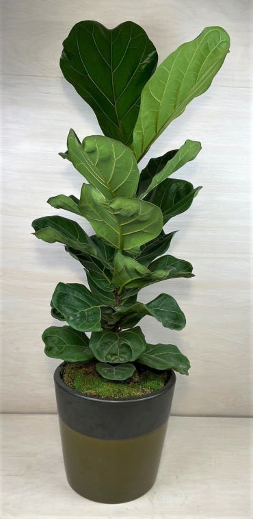 Fiddle Leaf Fig (Lg)