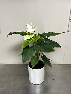 Anthurium