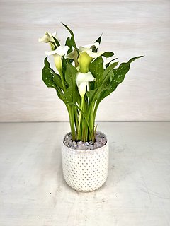 Calla Lily Plant
