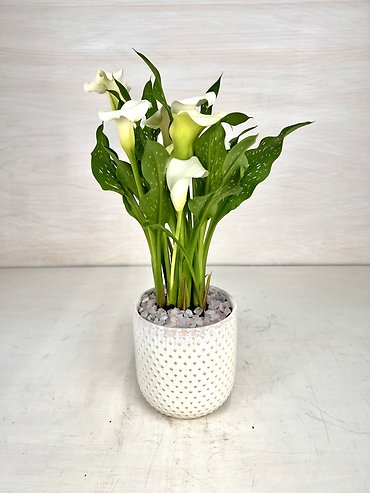 Calla Lily Plant