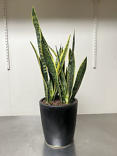 Laurentii Snake Plant