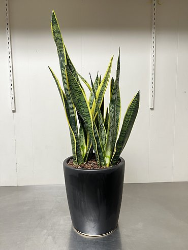 Laurentii Snake Plant