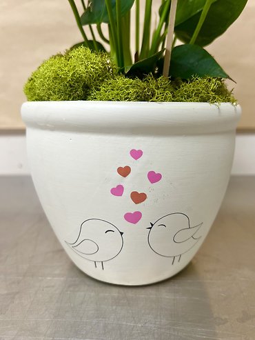 Love Birds Anthurium Plant