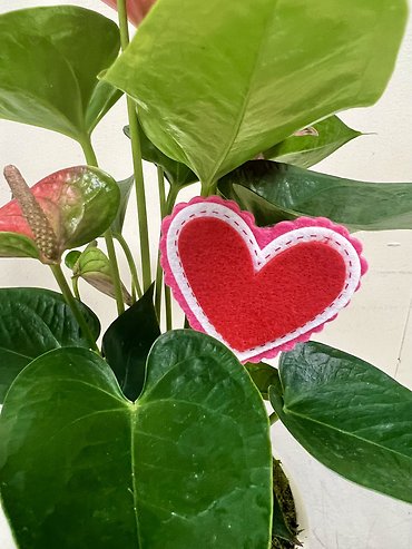 Love Birds Anthurium Plant