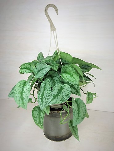 Satin Pothos | Hanging