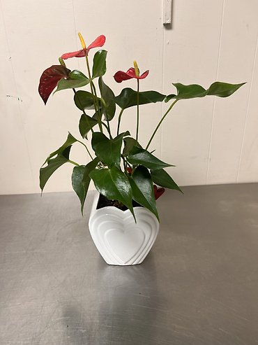 Anthurium
