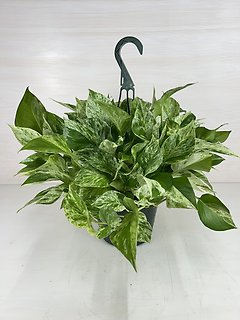 Marble Queen Pothos - Hanging