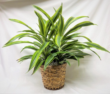 Striped Dracaena