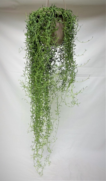 String of Bananas