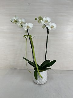 Orchid in Ceramic