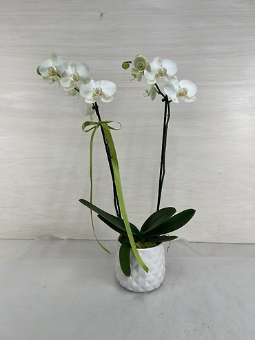 Orchid in Ceramic