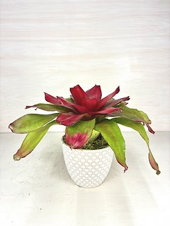 Bromeliad \"Gren Apples\"