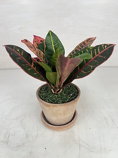 Croton Plant (Sm)