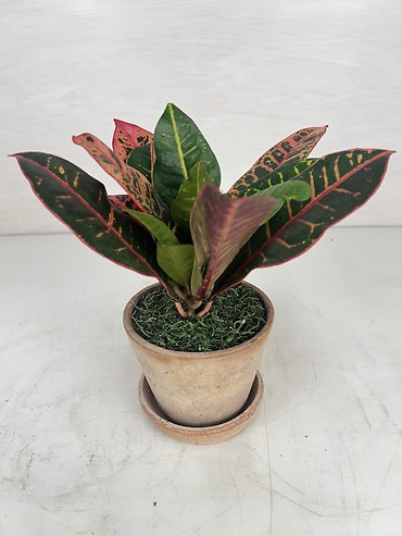 Croton Plant (Sm)