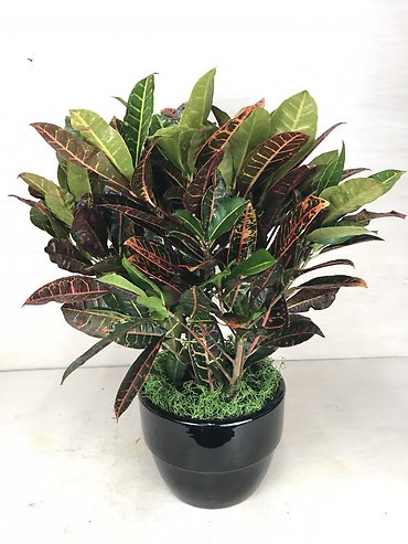 Croton Plant
