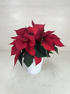 Classic Poinsettia | X-small