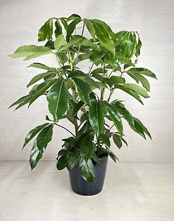 Schefflera Amate
