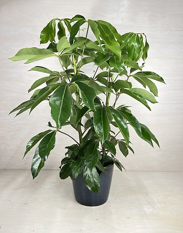 Schefflera Amate